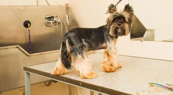 Yorkshire terrier, jedna z ras psów bez podszerstka, czeka na kąpiel w salonie groomerskim.