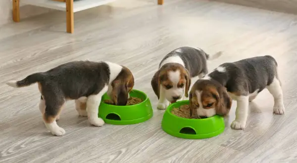 Trzy szczeniaki beagle jedzą z zielonych misek. Właściwe pytanie brzmi: czym karmić szczeniaki 4 tygodniowe?