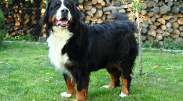 Bernese mountain dog, nie border collie, stoi na trawie. W tle stos drewna i siatka.