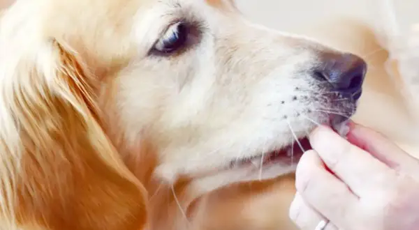 Złoty retriever dostaje smakołyk. Czy pies może jeść pasztet? To pytanie często zadają właściciele czworonogów.
