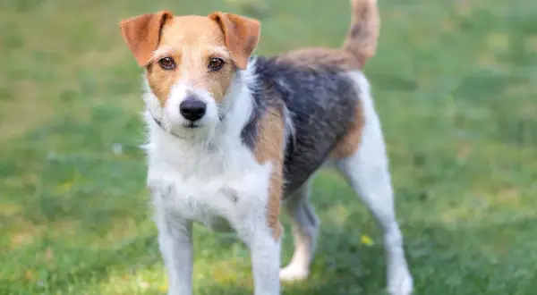 Parson russell terrier charakter: energiczny, ciekawski piesek o trójkolorowym umaszczeniu, gotowy do zabawy na trawie.