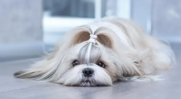 Słodki shih tzu z uroczą kokardką na głowie, leżący na podłodze. Jego łagodny charakter widać w spojrzeniu.