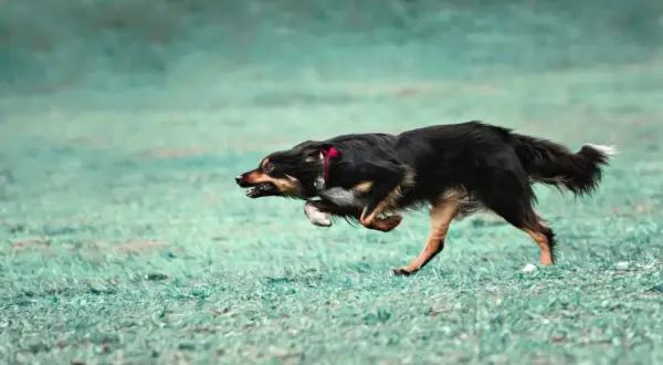 Pies w szaleńczym pędzie, doświadczający **zoomies u psa**. Czarny pies z rudymi znaczeniami pędzi przez zieloną trawę, z językiem na wierzchu i w pełni energii.