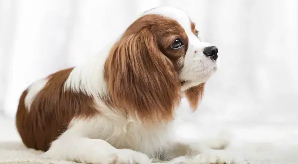 Uroczy Cavalier King Charles Spaniel, znany z tego, że jest jednym z najłagodniejszych psów dla dziecka, leży na jasnym tle.