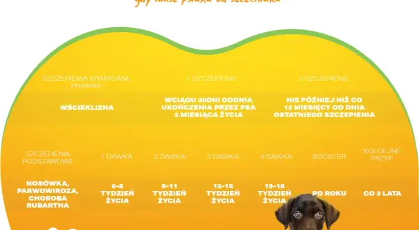 Kalendarz szczepień dla psa, w tym Nobivac. Pokazuje dawki i terminy szczepień przeciwko wściekliźnie i chorobom zakaźnym.