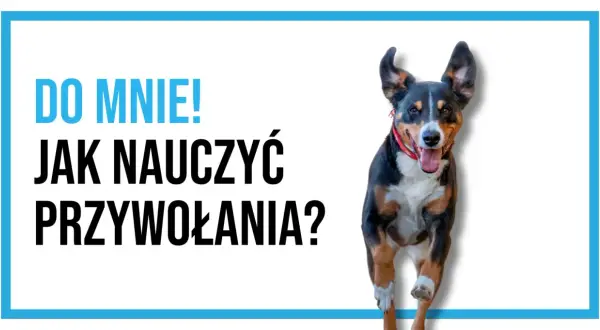Radosny pies biegnie do Ciebie! Dowiedz się, jak nauczyć psa przywołania, by zawsze wracał na zawołanie.