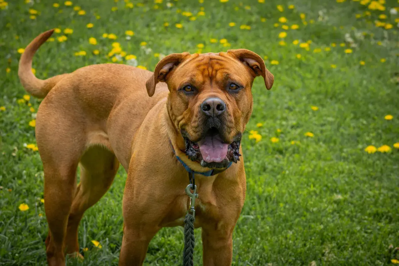 Potężny dog z bordeaux, z językiem na wierzchu, stoi na trawie pełnej żółtych kwiatów.