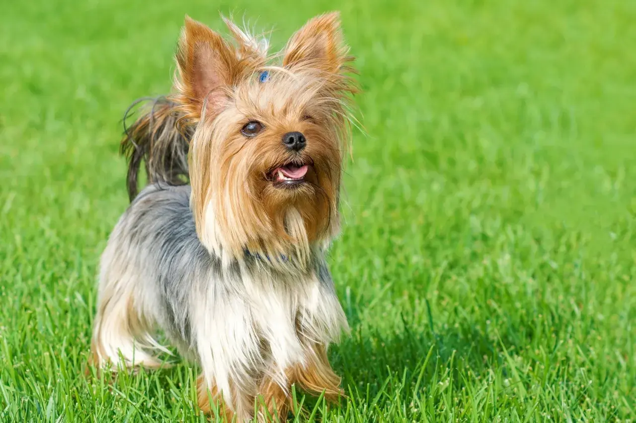 Uroczy yorkshire terrier z niebieską kokardką na głowie, wesoło merdający ogonkiem na zielonej trawie.