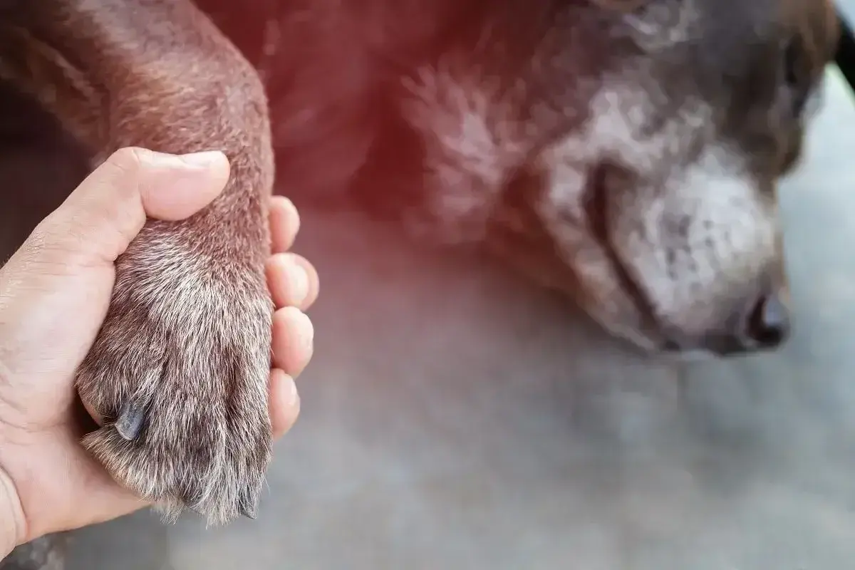 Dłoń trzyma łapę psa, który leży z zamkniętymi oczami. Czerwony blask sugeruje problemy zdrowotne, być może udar u psa.