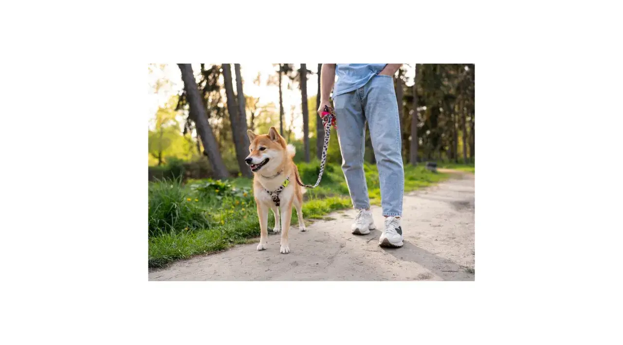 Shiba Inu na smyczy w parku, idealny przykład, jak nauczyć psa chodzić na smyczy.
