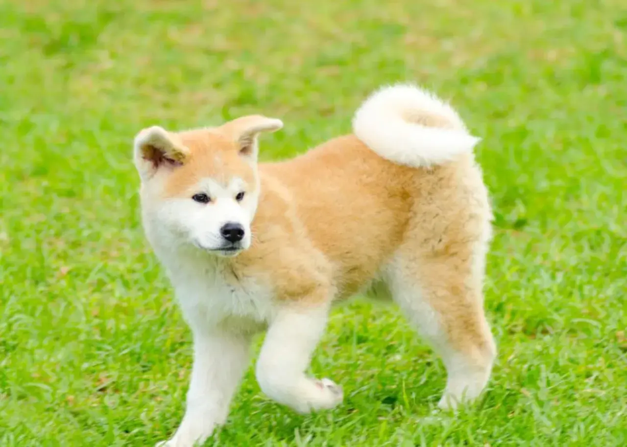 Uroczy szczeniak rasy akita inu bawi się na zielonej trawie, z charakterystycznym zakręconym ogonkiem.