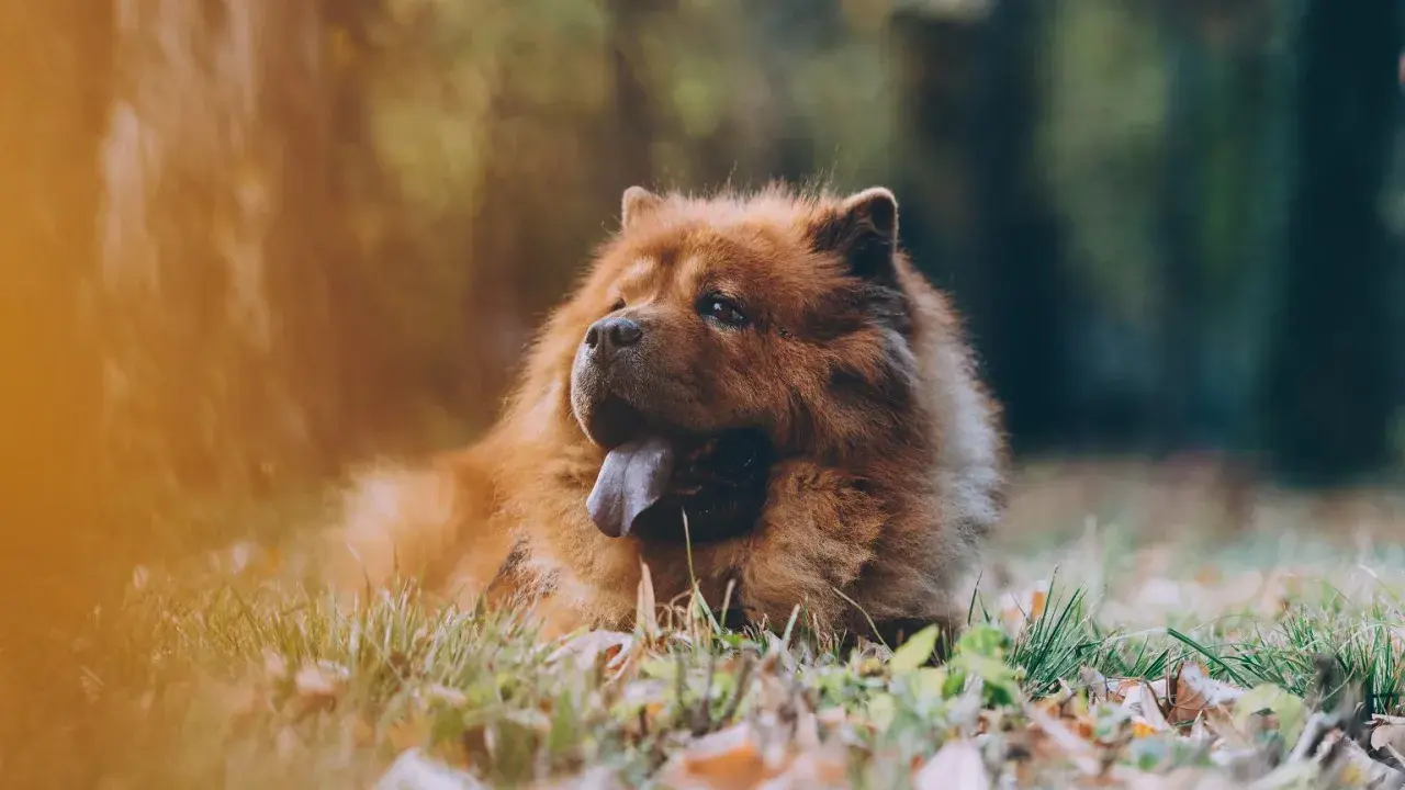 Puszysty pies rasy chow chow leży na trawie, z językiem na wierzchu.