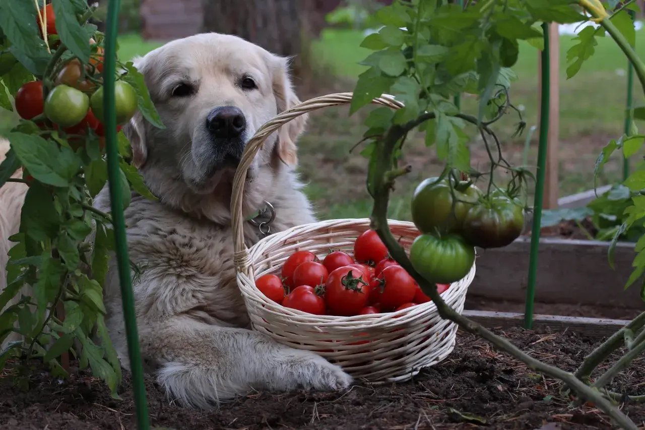 Złoty retriever pilnuje koszyka z pomidorami. Czy pies może jeść pomidory? Ten słodziak wydaje się mieć własne zdanie.
