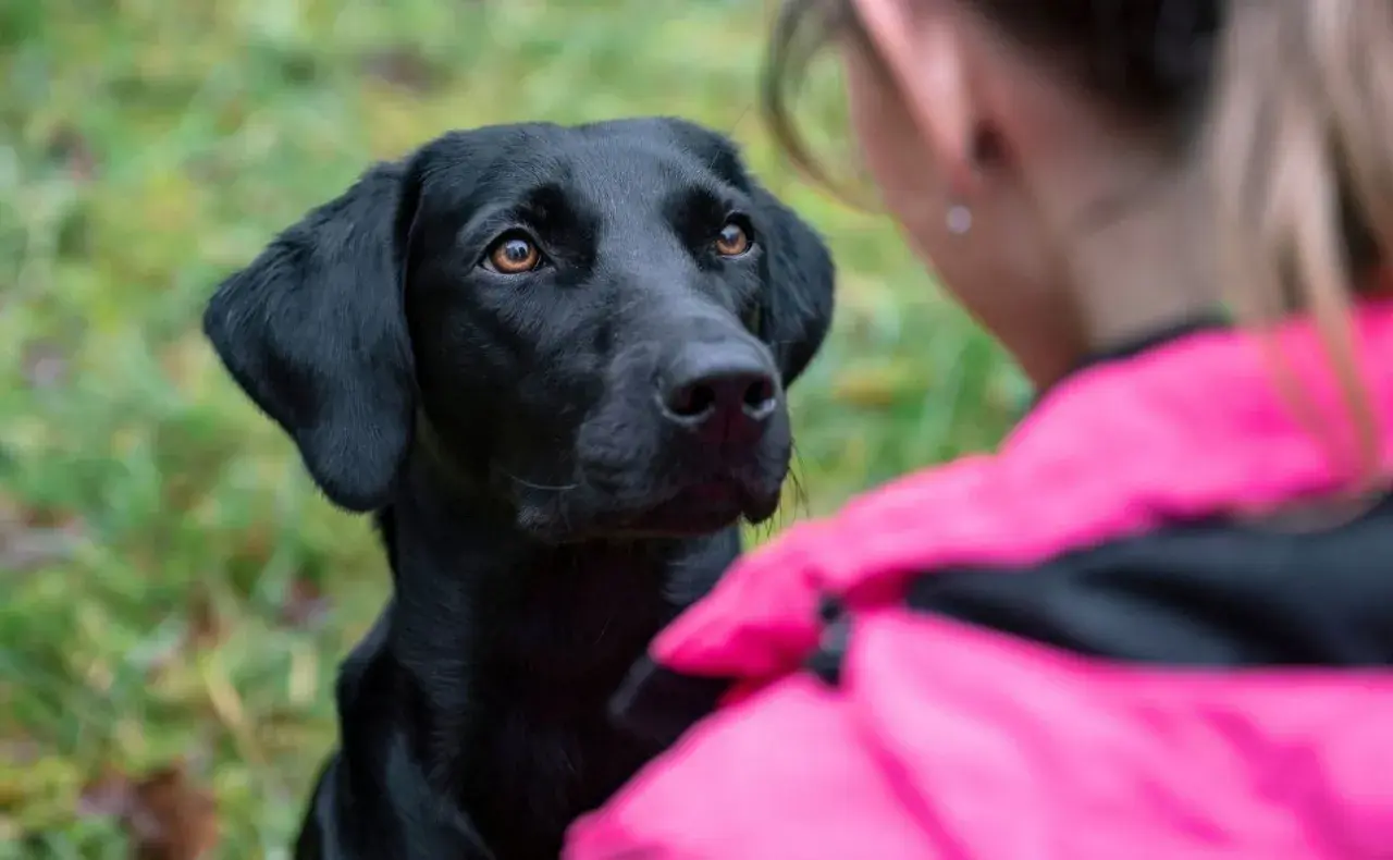 Czarny labrador patrzy z uwagą na dziewczynę w różowej kurtce. Zastanawiasz się, dlaczego pies chodzi za mną krok w krok? To znak miłości i przywiązania.