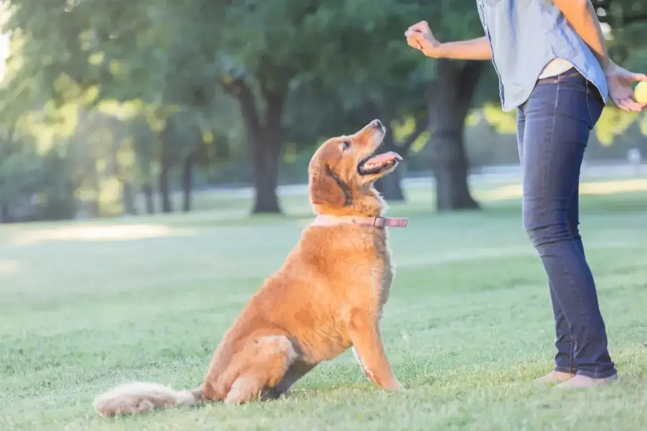 Złoty retriever siedzi na trawie, patrząc na swojego pana, który trzyma piłkę. To kluczowy moment w nauce, jak wychować labradora.