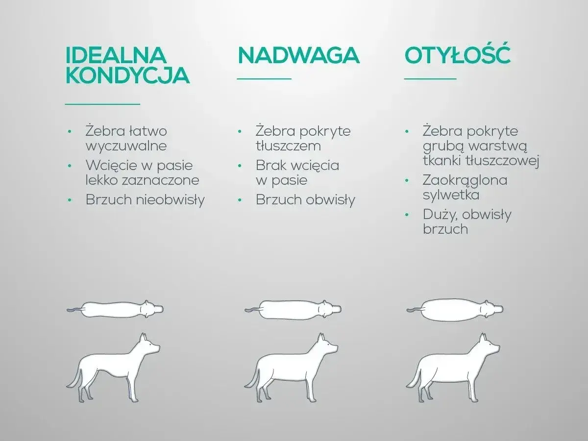 Porównanie sylwetek psów: idealna kondycja, nadwaga i otyłość. Nadwaga u psa objawia się brakiem wcięcia w pasie i obwisłym brzuchem.