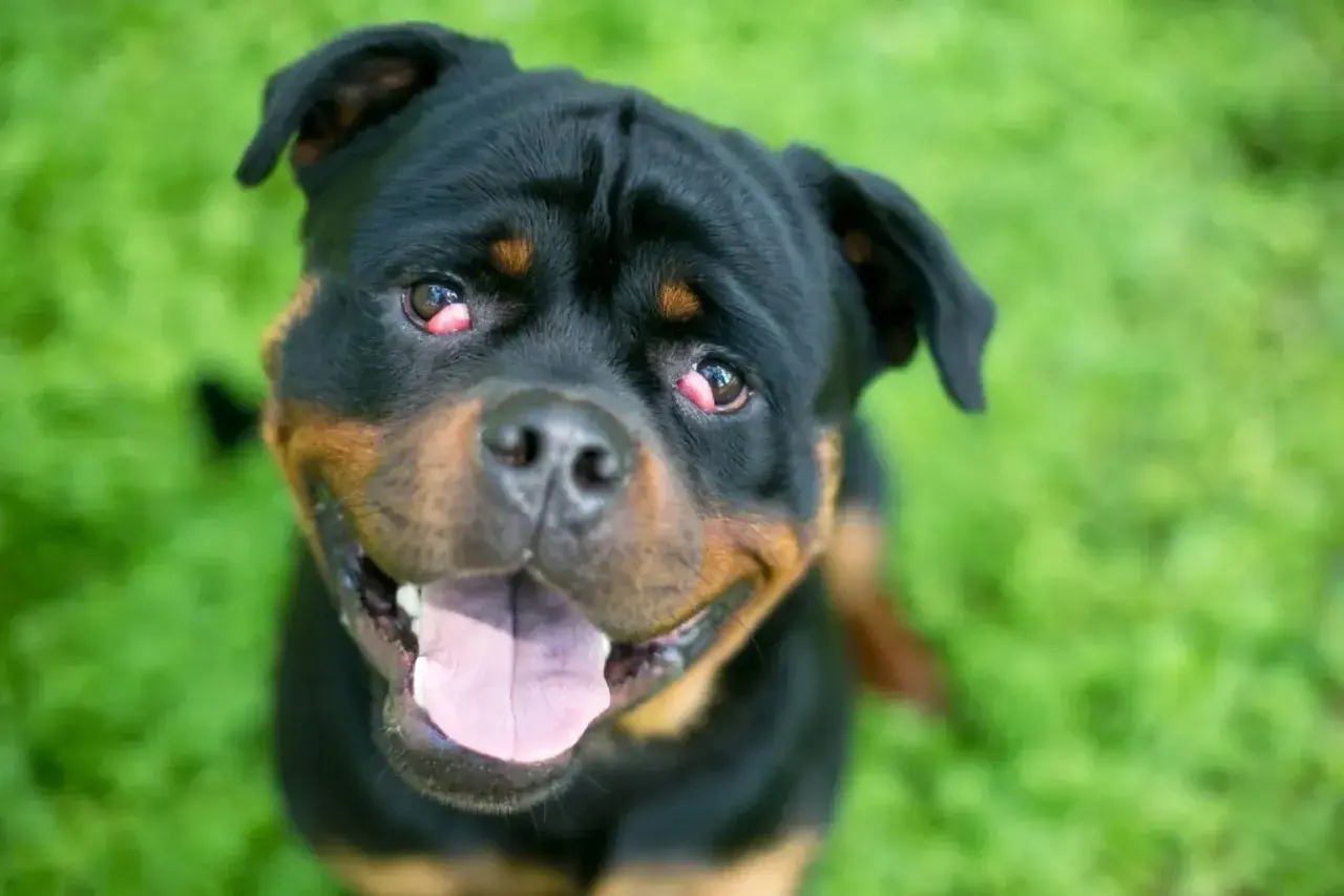 Uśmiechnięty rottweiler z widocznym problemem "cherry eye" u psa. Czerwone, opuchnięte trzecie powieki wymagają uwagi weterynarza.