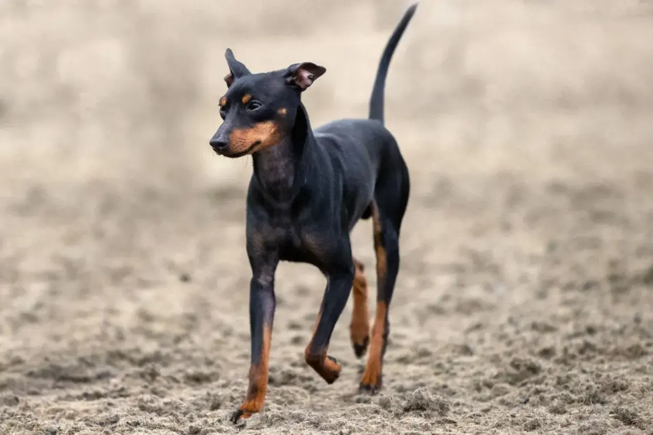 Czarny english toy terrier z rudymi znaczeniami biegnie po piaszczystym podłożu.