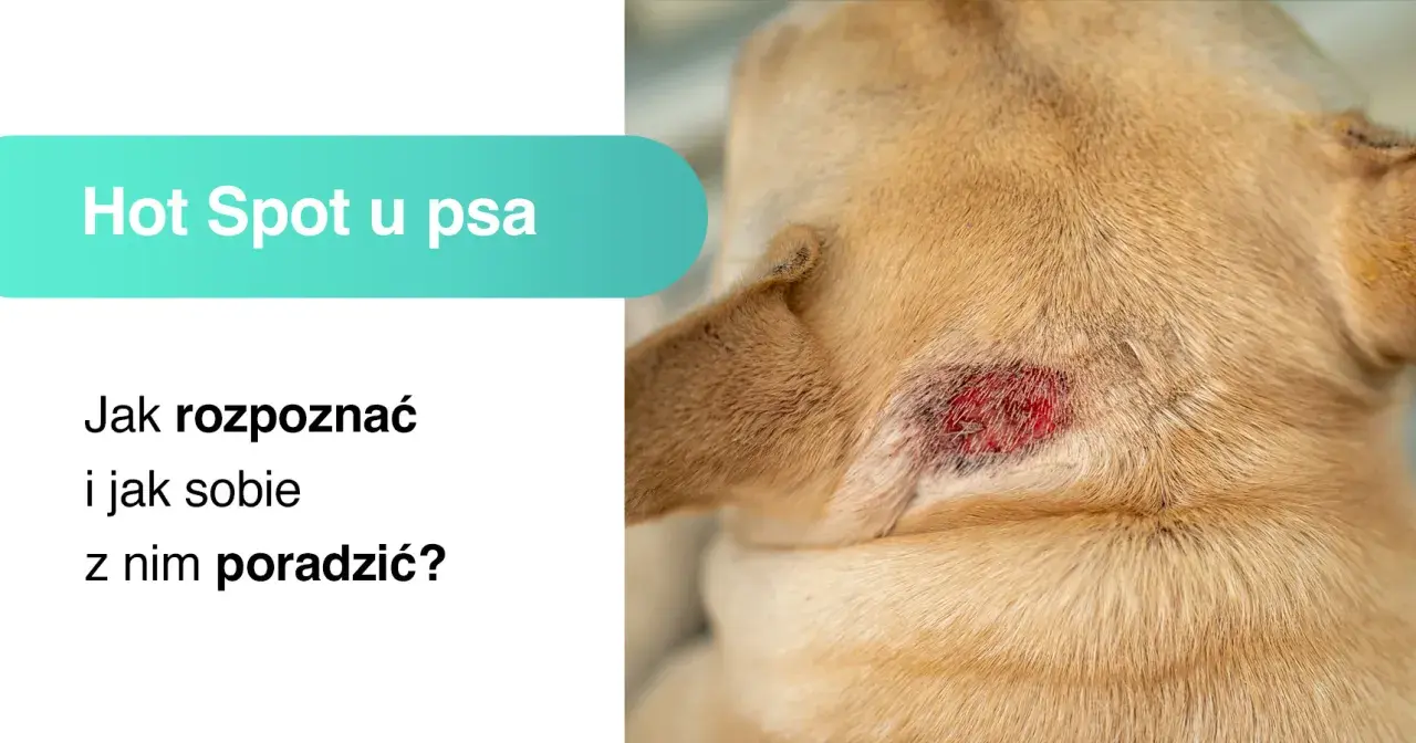 Obrzękłe, zaczerwienione miejsce na skórze psa to **hot spot u psa**. Dowiedz się, jak go rozpoznać i leczyć.