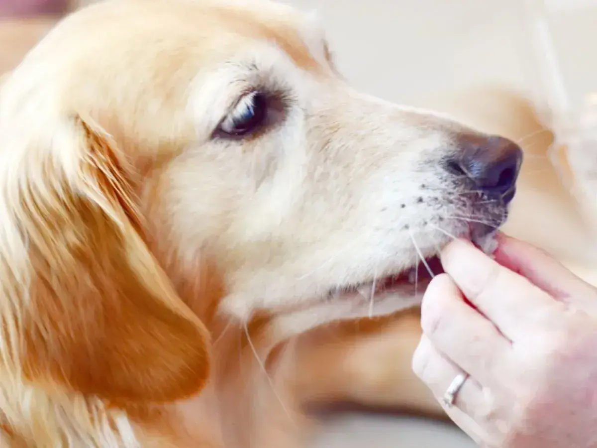 Złoty retriever dostaje smakołyk. Czy pies może jeść pasztet? To pytanie często zadają właściciele czworonogów.