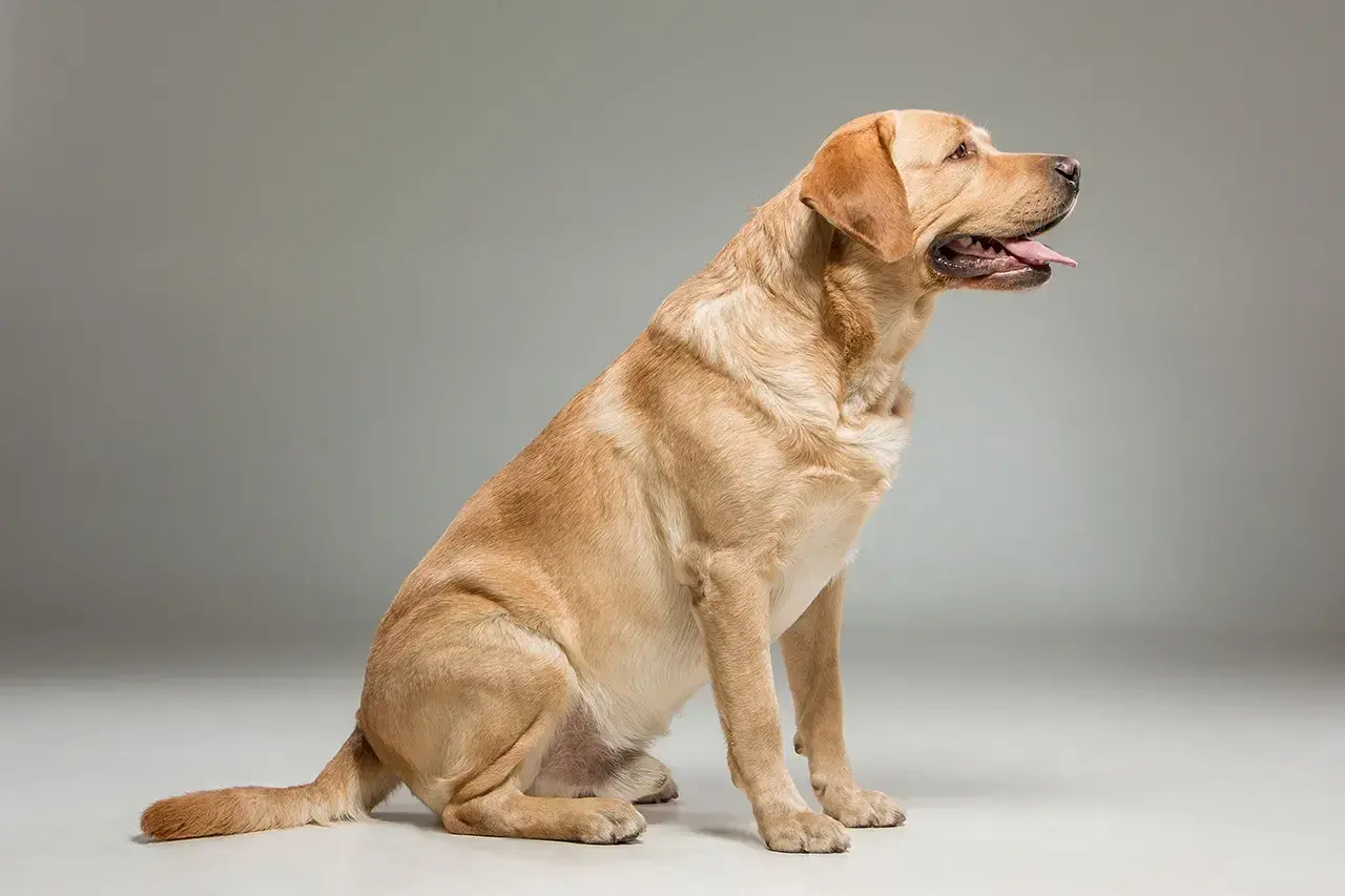 Złoty labrador siedzi, patrząc w bok z językiem na zewnątrz. Oto jak wygląda labrador.