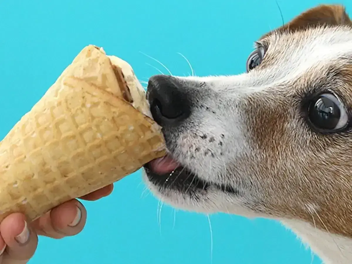 Czy pies może jeść lody? Ten piesek z pewnością chciałby spróbować! Jego oczy błyszczą na widok lodów w wafelku.
