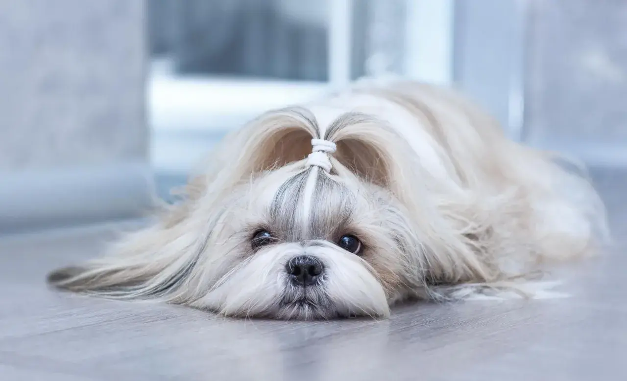 Słodki shih tzu z uroczą kokardką na głowie, leżący na podłodze. Jego łagodny charakter widać w spojrzeniu.