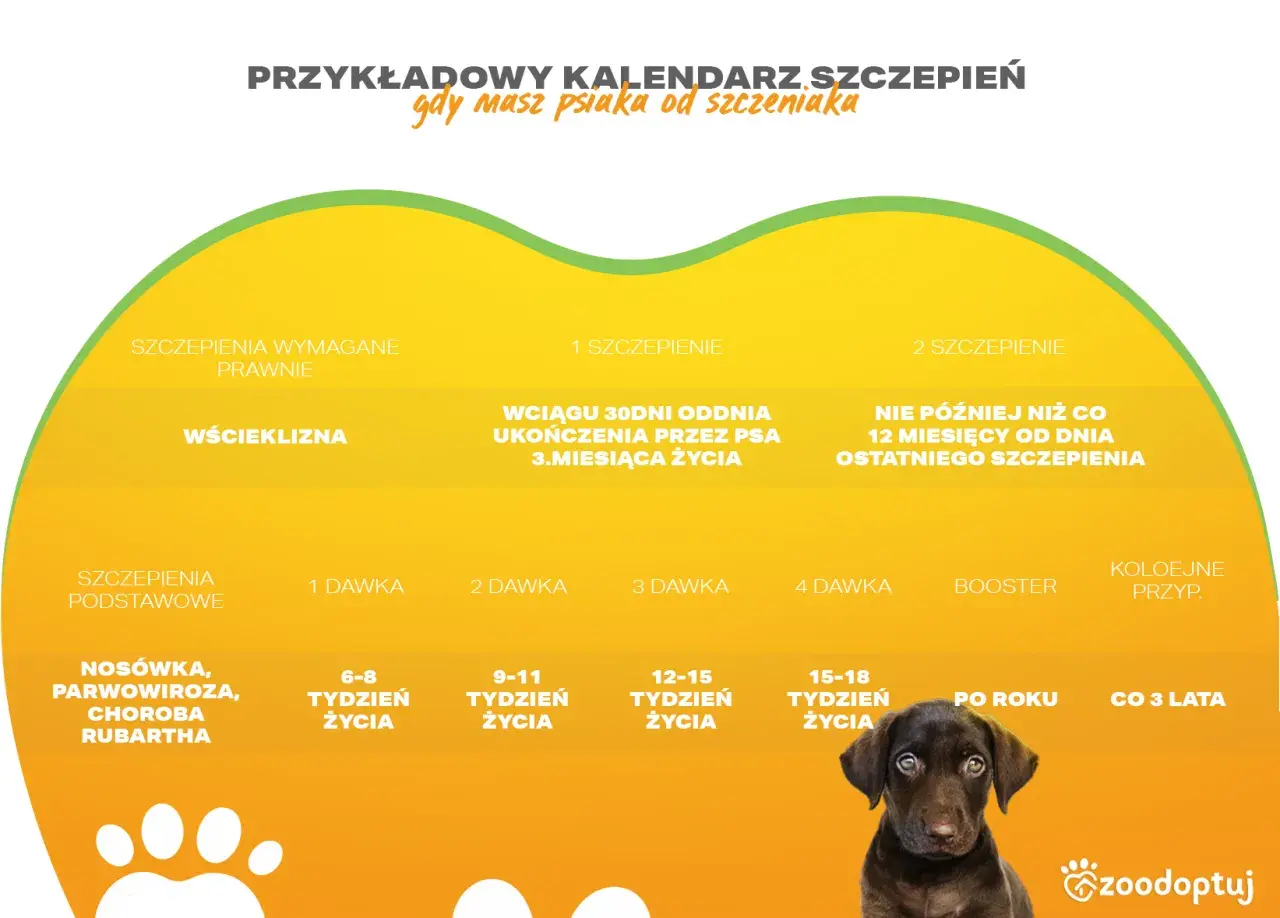 Kalendarz szczepień dla psa, w tym Nobivac. Pokazuje dawki i terminy szczepień przeciwko wściekliźnie i chorobom zakaźnym.