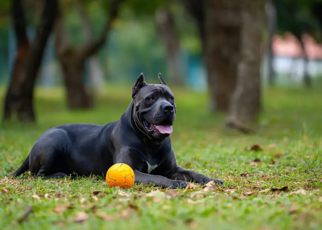 Potężny cane corso leży na trawie obok pomarańczowej piłki, gotowy do zabawy w parku.