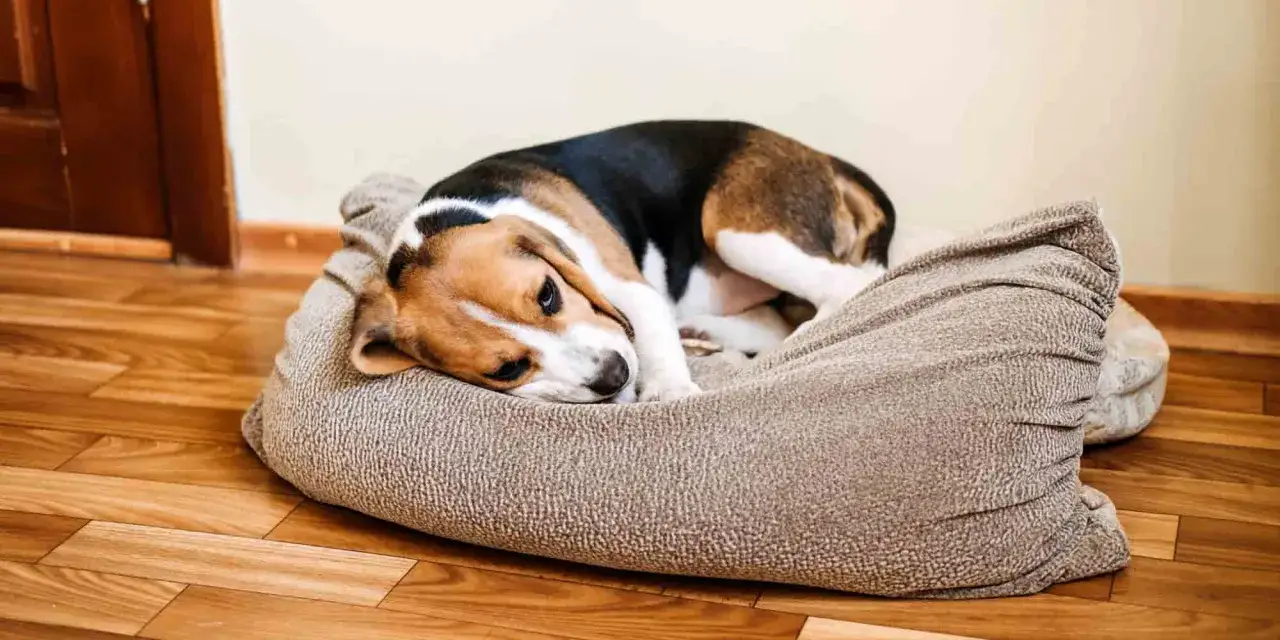Smutny beagle leży na legowisku, jego oczy wyrażają zmęczenie. Może to być objaw charczenia u psa, który potrzebuje odpoczynku.
