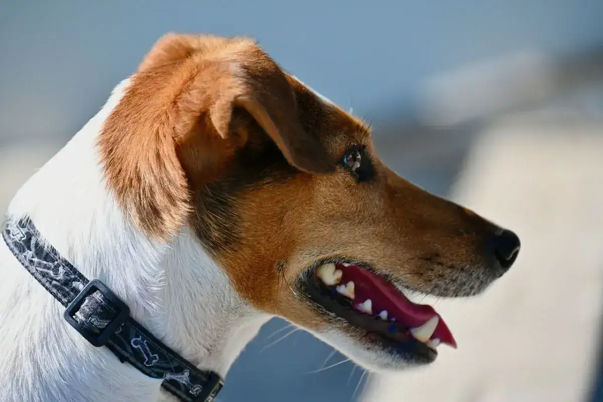 Portret Jack Russell teriera z otwartym pyskiem. Wady tej rasy? Może nadmierna energia, ale ten piesek jest uroczy!