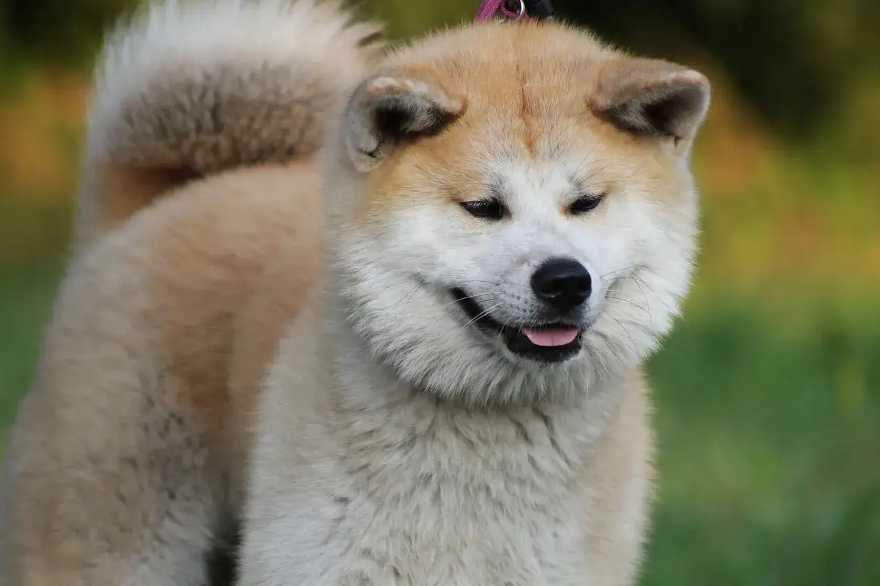 Uśmiechnięty akita inu z puszystym ogonem na tle zieleni.