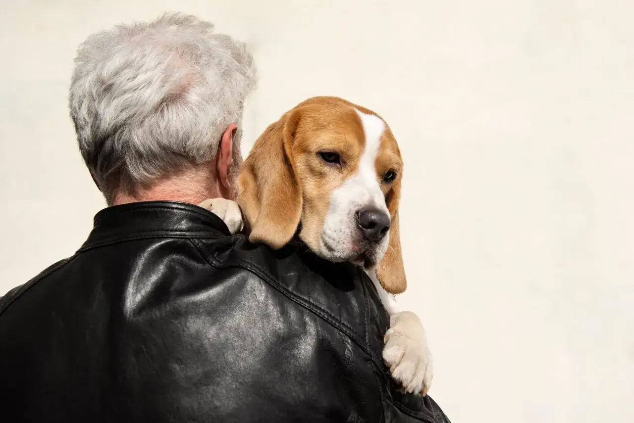 Smutny beagle na ramieniu mężczyzny w skórzanej kurtce. Czy pies czuje, że umiera?