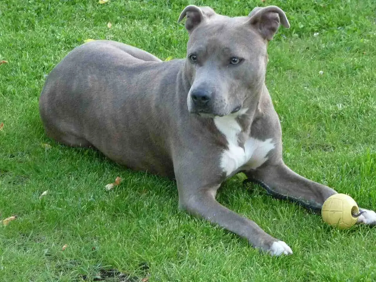 Amerykański staffordshire terrier leży na trawie obok żółtej piłki.