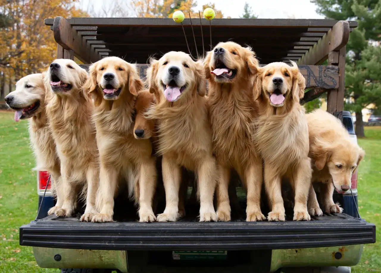 Siedem radosnych golden retrieverów w bagażniku pickupa, gotowych na przygodę.