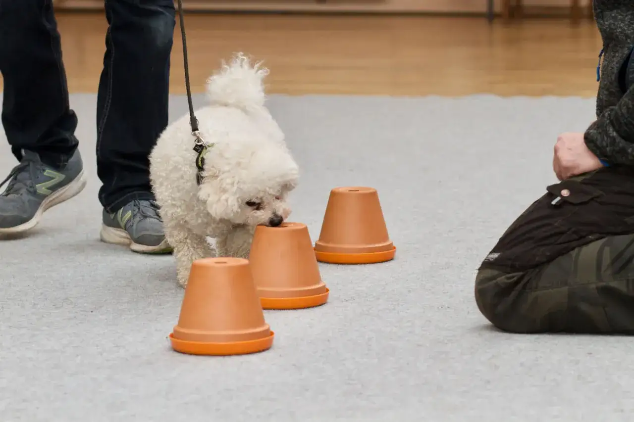 Biały piesek na smyczy węszy przy doniczkach, ćwicząc nosework dla psa. Obok klęczy człowiek.