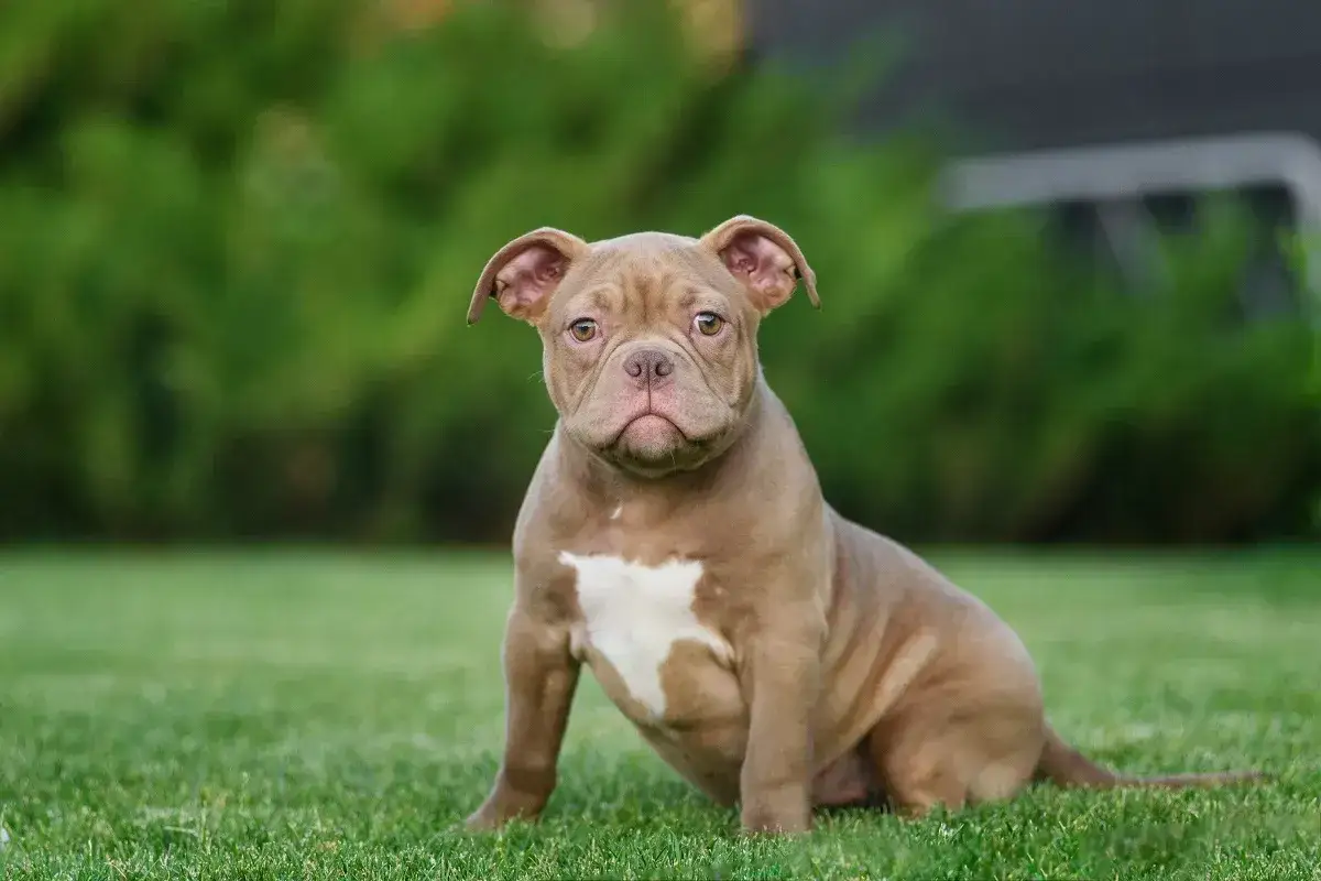 Uroczy szczeniak rasy american bully xxl siedzi na trawie, z zaciekawieniem patrząc w obiektyw.