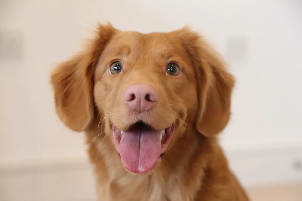 Uśmiechnięty retriever z Nowej Szkocji z językiem na wierzchu.