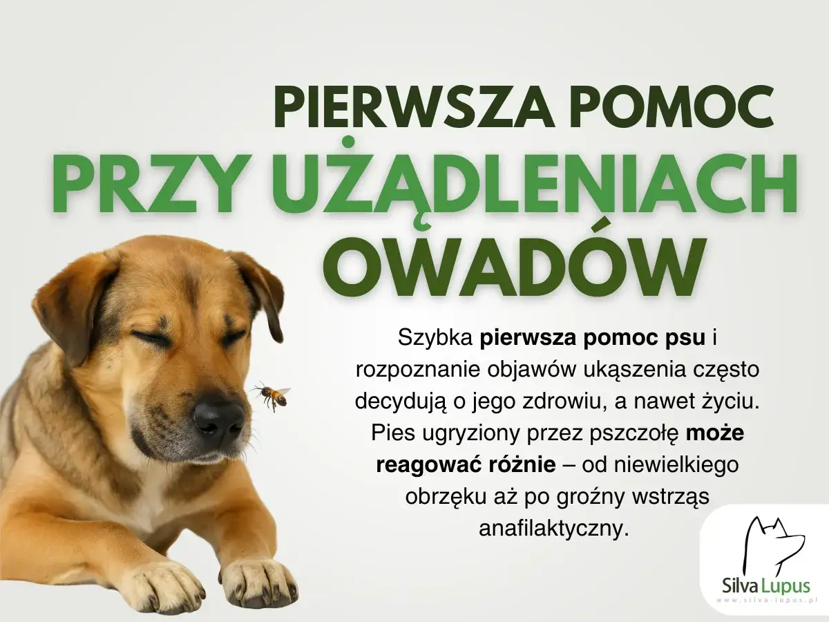 Pies po ukąszeniu przez owada może różnie reagować. Szybka pomoc jest kluczowa. Po jakim czasie pies wydali połknięty przedmiot, zależy od jego wielkości i rodzaju.