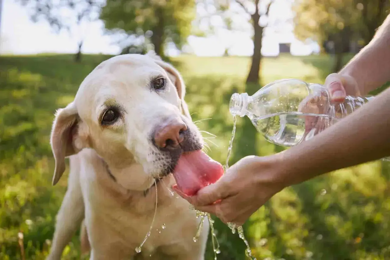 Labrador pije wodę z dłoni, by uniknąć udaru u psa w upalny dzień.