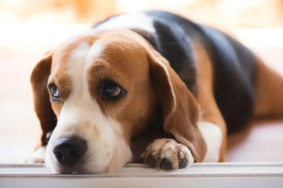 Smutny beagle leży, zastanawiając się, czy pies może jeść majonez. Jego oczy wyrażają tęsknotę za smakołykami.