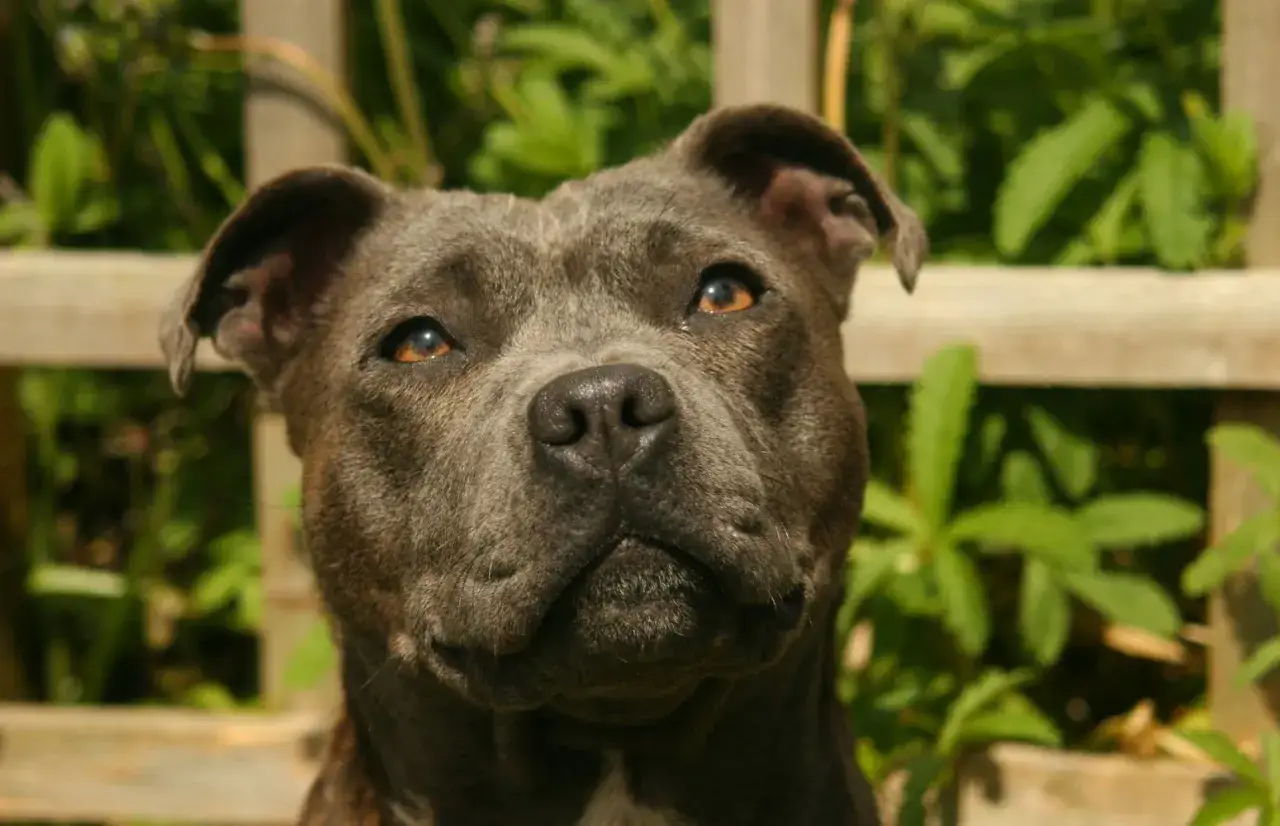 Uroczy staffordshire bull terrier z bursztynowymi oczami patrzy wprost na Ciebie, siedząc na tle zieleni i drewnianego płotu.