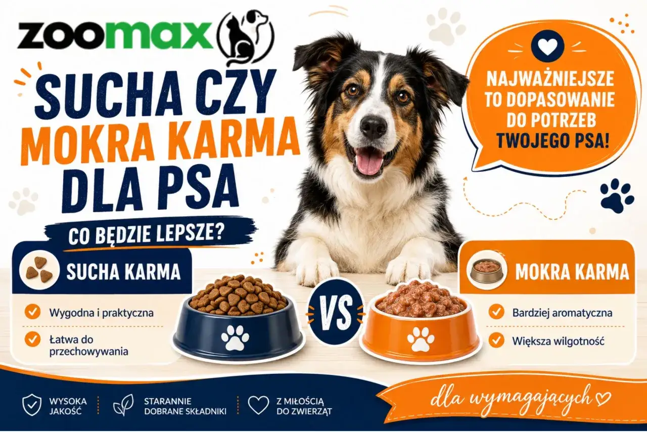 Decyzja: sucha czy mokra karma dla psa? Uroczy piesek patrzy na miski z karmą, pomagając wybrać najlepszą opcję.