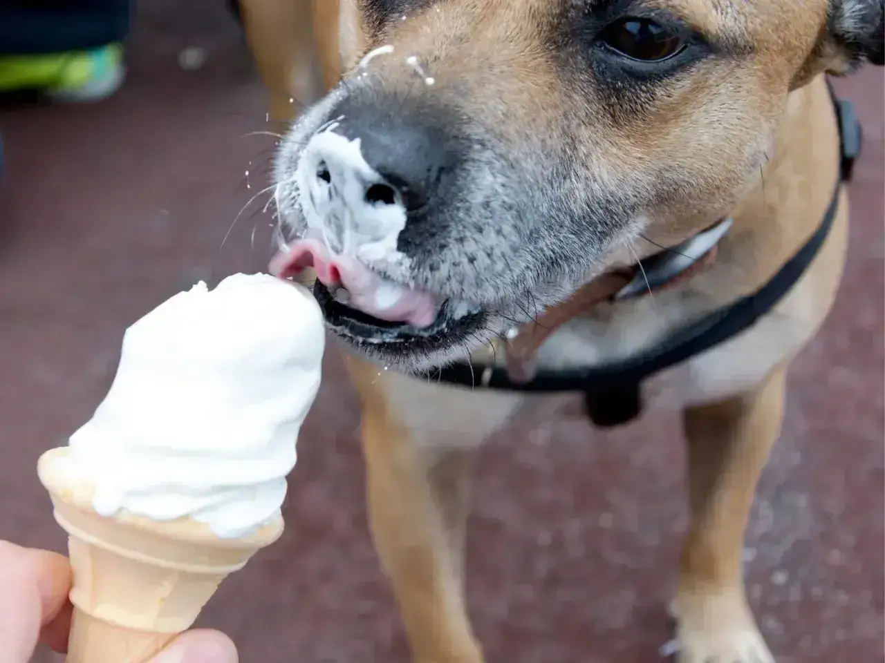 Pies z wielką chęcią zlizuje lody z wafelka. Czy pies może jeść lody? Ten psiak zdaje się odpowiadać