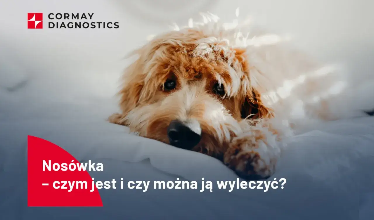Smutny piesek leży na białym tle. Napis 