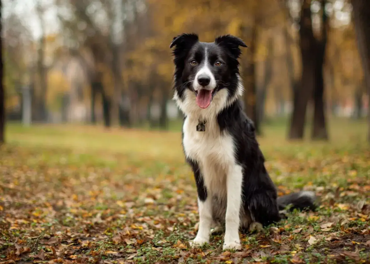 Piękny border collie z czarno-białym umaszczeniem siedzi na tle jesiennego parku.