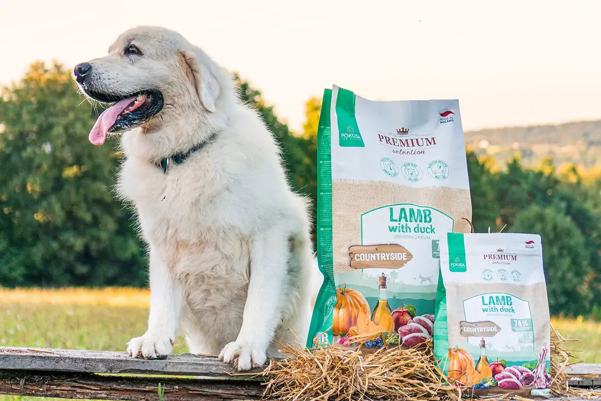 Szczeniak rasy Golden Retriever obok karmy