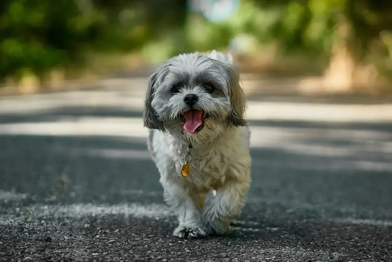 Radosny shih tzu z wywieszonym językiem, spacerujący po ścieżce. Jego przyjazny shih tzu charakter widać w każdym kroku.