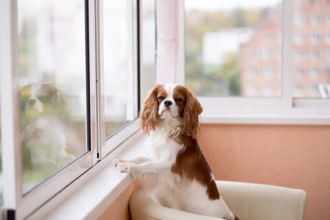 Uroczy piesek rasy Cavalier King Charles Spaniel, idealny pies do bloku, zapatrzony w okno.