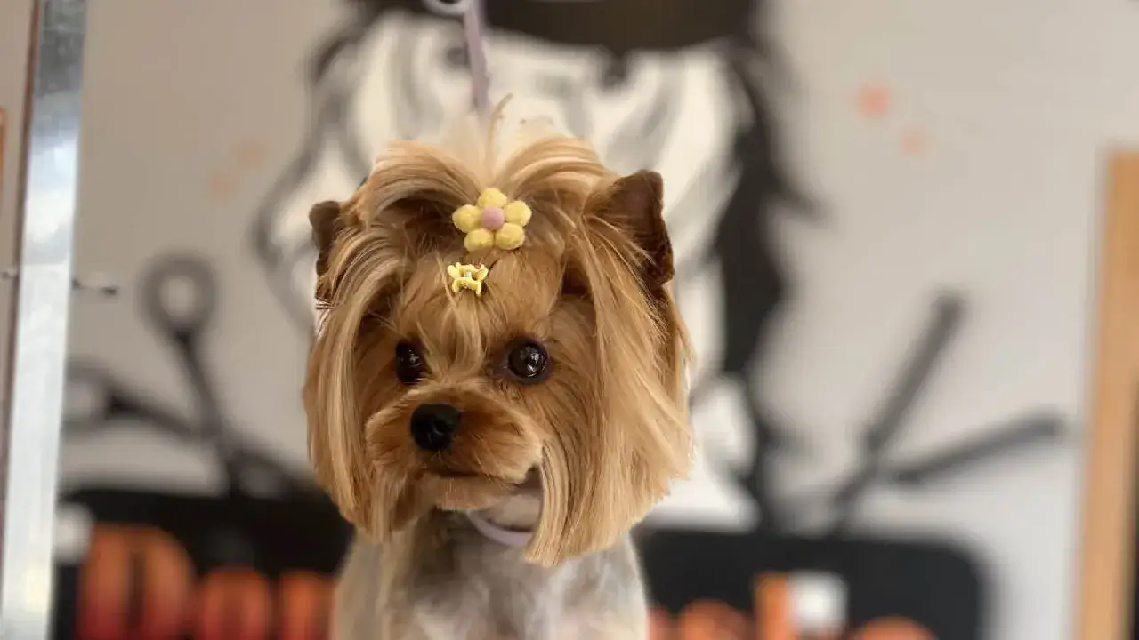 Uroczy yorkshire terrier z żółtym kwiatkiem i złotą spinką na głowie, gotowy na spacer.